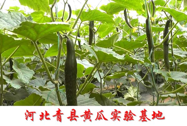�л��ʶ�ũ������ʲô�ô�